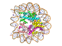Human nucleosome particle, pbd code: 5y0c