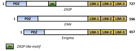 PDZ- and LIM-domains map in the first isoforms of human Enigma subfamily members:  ZASP [1]ENH [2]Enigma [3]