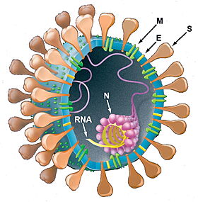 Organization of SARS-CoV-2 virus (from Holmes & Enjuanes (2003))