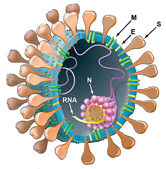 Organization of SARS-CoV-2 virus (from Holmes & Enjuanes (2003))