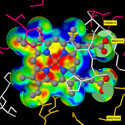 Heme Pocket Interaction This figure illustrates a protein channel that creates a "pocket" from the surface of the molecule to the heme group deep in the molecule that allows hydrogen peroxide molecules to be transported through.