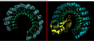 Figure III: Ribonuclease Inhibitor-RNase A Complex. Left, Ribonuclease Inhibitor (RI)is composed of alternating alpha helix (blue) and beta sheets (green). Right, RI-RNase A inhibition forms when RI complex with the active site cleft of RNase (yellow).  Figure generated via Pymol