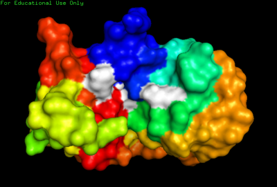 2AAS-NMR structure of bovine pancreatic ribonuclease A. Color coded by rainbow gradient typical to NMR sturctures with amino (blue) to carboxy (red).  Active site shown in white.