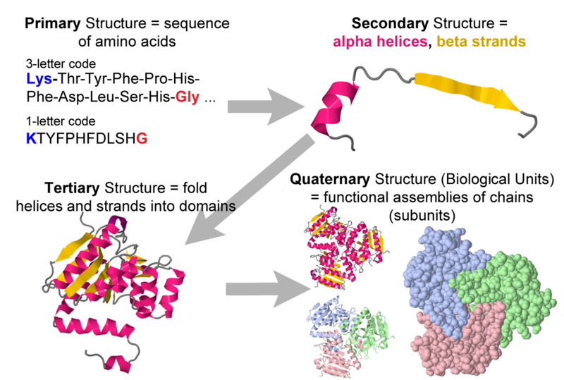 literature review on protein structure