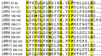 Sequence alignment of LRRs in TMK3. The boundary of each LRR is shown on its right. The conserved residues are shown with yellow background. The solid black star indicates the amino acids specific to plant LRR proteins.