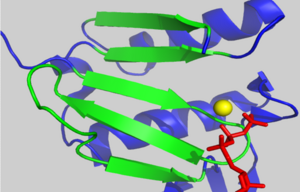 Five-stranded β-sheets in subdomain 1 of AP-actin. In green is β-strands. ATP is in green bound to calcium, yellow sphere.