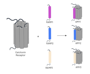 Figure 3. Heterodimerization of CT and RAMPs. Image generated using Biorender.