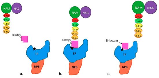 Figure 4. Schematic showing Mechanism of Action of B-Lactam Antibiotics. (a) The B-Lactam targets the active site, which normally is targeted by the pentaglycine. (b) The B-Lactam enters the active site and binds to the Ser403 thereby inhibiting the interaction between Ser403 and the pentaglycine. (c) The pentaglycine leaves the active site.