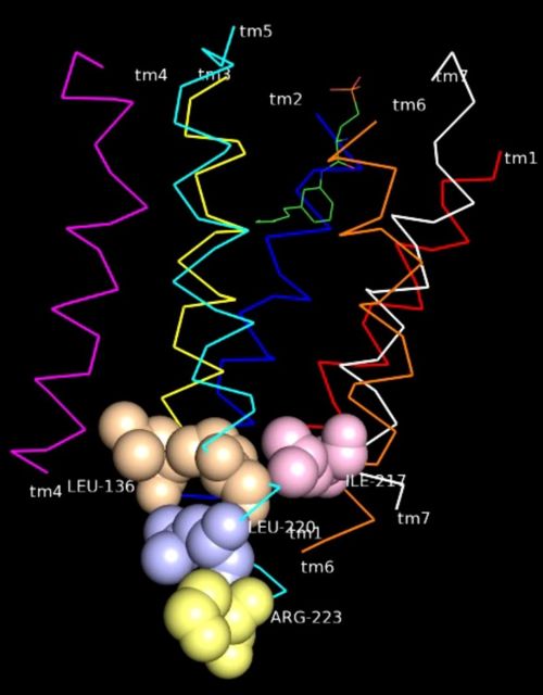 Fig7: Cluster 4 interaction with TM- III, V & VI(4).
