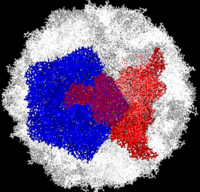Complete Poliovirus 2 Virion (capsid) based on PDB entry 1eah, example of 3-fold symmetry is in red, example of 5-fold symmetry is in blue