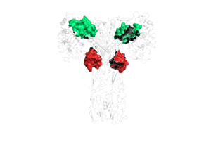 Figure 2: The four binding sites of insulin. Sites 1 and 1' are colored green, sites 2 and 2' are colored red.  PDB 6SOF