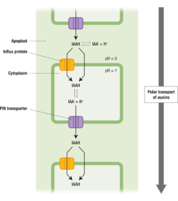 Figure 1: Auxin (IAAH) enters the cell through influx transporter passes directly through the plasma membrane. Auxin dissociates to release a proton (H+) and anion (IAA-) in the cytoplasm due to higher pH. Due to its charge, it requires PIN proteins to carry it out of the cell. Once it reenters the apoplast it can bind to H again and it moves to the next cell Image by Jen Valenzuela [(CC-BY-NC)]