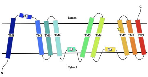 Figure 1: DGAT1 Structure Overview Shown is one transmembrane subunit of DGAT1 with its N-terminus on the cytosolic side and its C-terminus on the luminal side. Labeled are the transmembrane domains (TM 1-7), the intracellular loops (IL1 and IL2), and the ER lumenal loop (EL1). The catalytic Histidine (His415) is labeled with a star on TM7.