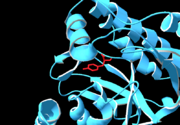 Fig 2 Tyrosine 19 in the active site of mevalonate diphosphate decarboxylase.