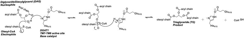 Figure 3: DGAT1 Mechanism The DGAT1 mechanism is an acyl substitution with DAG as the nucleophile and Acyl-CoA as the electrophile. His415 is the catalytic residue that deprotonates DAG to make it a better nucleophile. Glu416 stabilizes the His415. The residue that stabilizes the oxyanion hole of the intermediate is unknown.