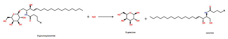 Reaction of galactosylceramide and water catalyzed by galactosylceramidase