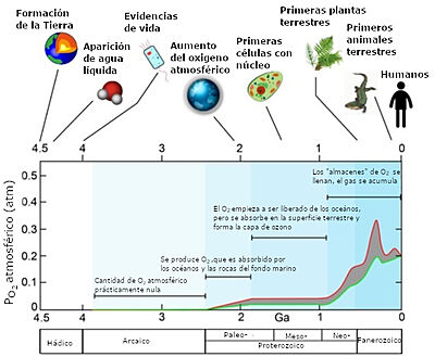 Fig. 1. Estimación superior (curva roja) e inferior (curva verde) de la cantidad de oxígeno acumulado en la atmosfera en una escala de miles de millones de años (Ga) y acontecimientos relevantes para el desarrollo de la vida en la Tierra. Adaptado de 3
