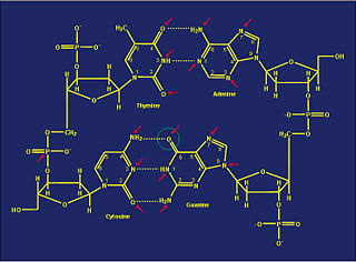 Sites of Methylation by Methyltransferases on DNA
