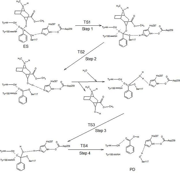 Image:Cocaine esterase mechanism.jpg