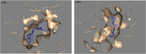 Figure 2: Comparison of the binding pockets of LPA1 and S1P1 receptors