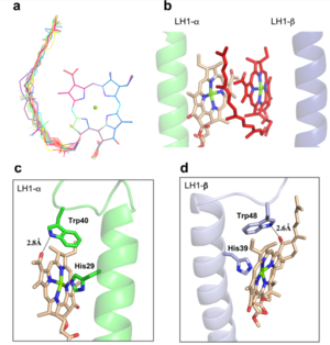 Fig. 2.  (a) Superposition of the bacteriochlorin rings of 16 BChl aG molecules bound to the LH1 βpolypeptides. (b) Interactions between a geranylgeranyl side chain of the BChl aG (red sticks) bound to LH1 β-polypeptide and the bacteriochlorin ring (tint sticks) of a BChl aG bound to the LH1 α-polypeptide. (c) Coordination and hydrogen bonding of the BChl aG in LH1 α-polypeptide. (d) Coordination and hydrogen bonding of the BChl aG in LH1 β-polypeptide.