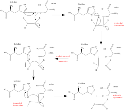Serine protease reaction mechanism  />
