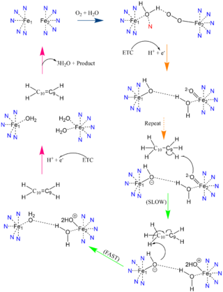 Figure 3: Proposed mechanism of SCD1 based off Shen et al. 2020 . Nitrogens colored blue represent the histidine stabilization of the di-iron complex while the red nitrogen is the water-stabilizing asparagine.