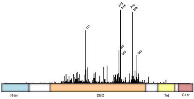 Figure 3:  Frequency of p53 mutants associated with cancer derived from IARC TP53 database. Domain architecture; N-ter=N-terminal, DBD=DNA binding domain, Tet=Tetramerization, and C-ter=C-terminal domain. Intermediate regions are fairly disordered.