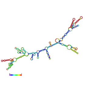 mRNA structure of CTX. The structure is predicted by the method of minimum free energy, using RNAfold WebServer.The colors represent the propensity of each nucleotide to participate in base pairs and whether a predicted base pair is well predicted. The scale ranges from red (highest probability) to blue-violet (lower probability).