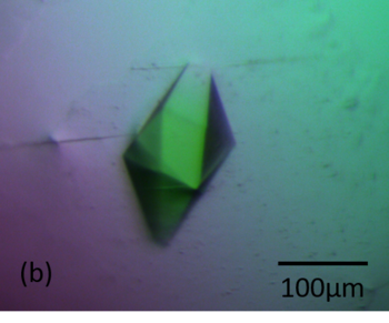 Figure 1b Crystals of RoAb13 complexed with the PIYDIN peptide