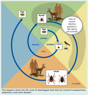 Figure 3: A Diagram of the Life Cycle of the Blacklegged Tick.[[1]]