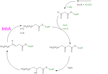 Fig 2: Formulated mechanism of Mycolic acid synthesis as proposed by  Wilson et al..