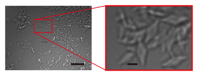 Figure 1 Images of AGAO microcrystals grown by combining micro-seeding and batch  crystallisation. The right panel shows an enlarged view of the part indicated by a red rectangle in the  left panel. Scale bars in the left and right panels represent 20 and 3 µm, respectively.