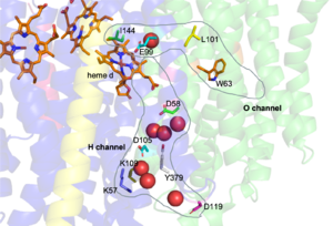 Figure 3. H and O-channels of cytochrome bd-oxidase in E. coli. Channels are outlined in gray, water is shown as spheres, and relevant amino acids are labeled above.  [PDB:6RX4]