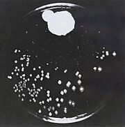 תמונה מס. 2: היעדר מושבות של חיידקים בסביבת הפניציליום