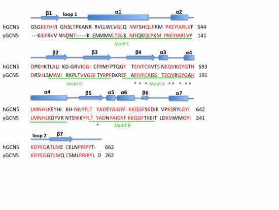Sequence alignment of human and yeast GCN5 HAT domain. Motif A-D corresponding to sequence motifs common to GNATs are underlined in green. Amino acid residues involved in hydrogen bonding with AcCoA are marked with ^.  The Glutamic acid involved in catalysis is highlighted with *.