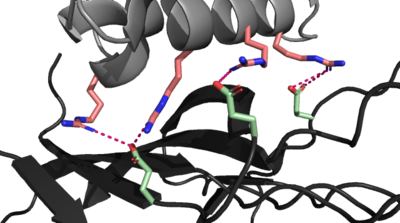 Figure 1. The coolest image of this protein EVAH!!!