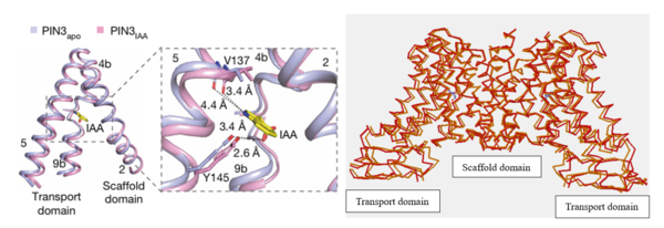 Figure 4:The local confirmation change observed between the structures of PIN3apo and PIN3IAA showing the change of state due to binding of IAA.Figure obtained from: Su, N., Zhu, A., Tao, X. et al. Structures and mechanisms of the Arabidopsis auxin transporter PIN3. Nature 609, 616–621 (2022).Figure 2I and an overall confirmation change observed in the transport domain created using Topmatch a protein structure comparison created by Wiederstein & Sippl (2020) Link: https://topmatch.services.came.sbg.ac.at/index_jsmol.html?query=7xxb&qname=7xxb&target=7wks&tname=7wks