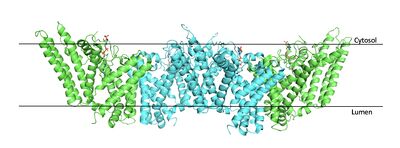 Figure 2. Tetramer unit of SOAT shown in position within the membrane. The dimer units are identical, as indicated by the corresponding green and blue regions. PBD 6P2P
