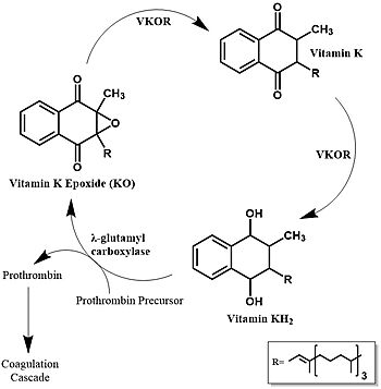Figure 1. Vitamin K Cycle The three states of Vitamin K are shown along with important enzymes, including VKOR.
