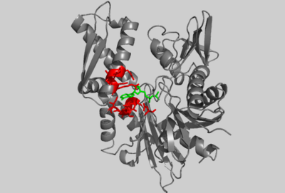 Crystal structure of the amino-terminal 44K ATPase fragment of the 70K bovine Hsc70 protein, (PDB entry 3hsc), bound to ADP. Selected residues are shown in red. ADP is shown in green.