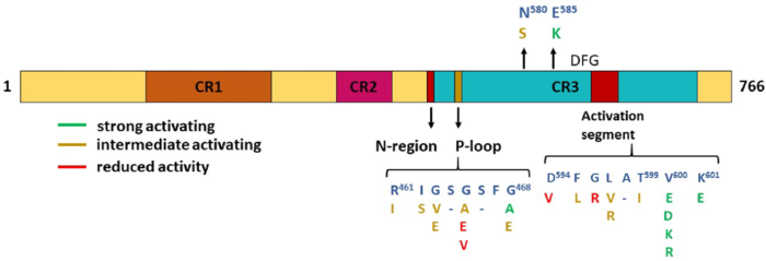 A domain architecture of B-Raf with highlighted oncogenic mutations
