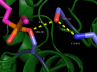 Figure 2: Ser, Ser, Lys Catalytic Triad in FAAH. 1MT5