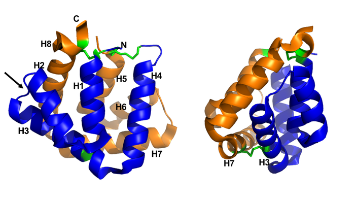 Figure 1. General structure of a Fel d 1 monomer, shown in two distinct orientations, rotated 90° about the vertical axis. (Figure made in PyMOL 2.5.2 software)