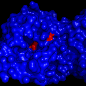 Figure 4: The binding pocket of MGL with the catalytic triad (shown in red) buried in it.