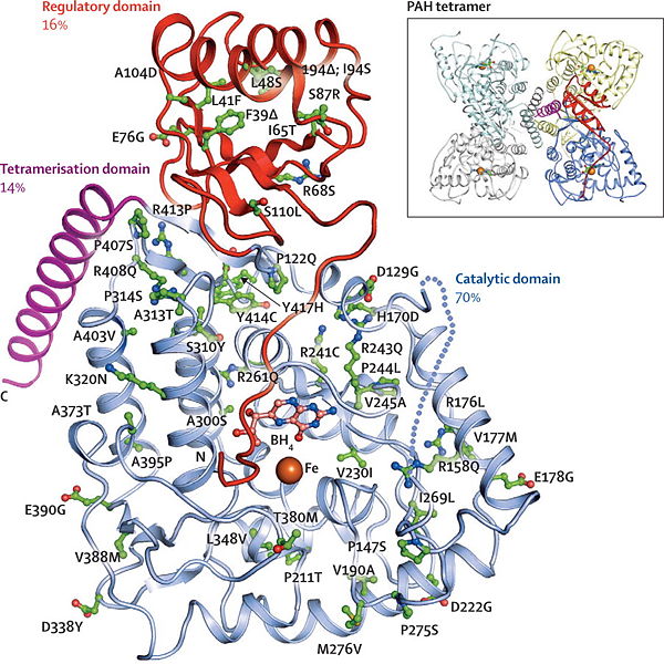 Image:Domain phenylketonuria 4.jpg