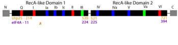 Linear arrangement of the DEAD-box family motifs, with sequences mediating RNA binding in blue, ATP binding and hydrolysis in red, and those linking ATP and RNA binding in green (adapted from Fig 1a )