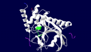 The catalytic domain of YopH. The C-terminal residue is coloured in red, the residue closest to the N-terminal of the protein is coloured in blue, the phosphate binding loop is coloured green, and the phosphopeptide ligands are purple.