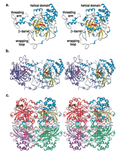 Structure of Human Erythrocyte Catalase  This figure shows an individual subunit of human catalase (a), an arm-exchanged dimer with a catalase fold where both heme active sites are exposed on one surface (b), and a catalase tetramer with the addition of a second arm exchanged dimer where the heme active site is buried within the enzyme. In this figure, the beta-barrel domain is colored yellow, the alpha helices are blue, NADPH is dark green, and the active site heme is red.  