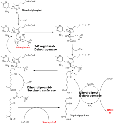 The complete reaction of the Oxoglutarate Dehydrogenase Multi-Enzyme Complex